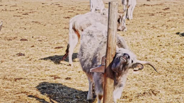 Ουγγρικά γκρίζα βοοειδή ξύνονται σε μια ηλιόλουστη μέρα. — Αρχείο Βίντεο