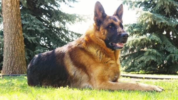 Un perro pastor alemán descansando en un día soleado. — Vídeos de Stock