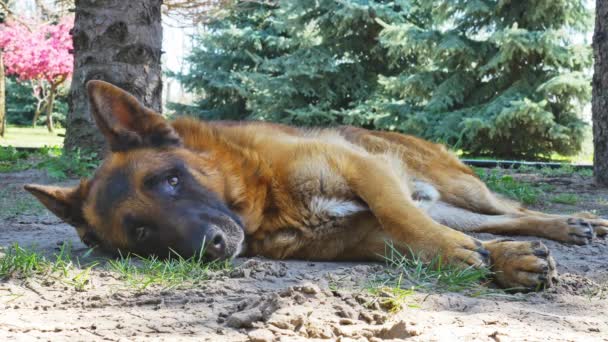 Een duitse herdershond die op een zonnige dag slaapt. — Stockvideo