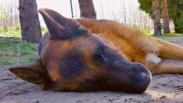 Ένα Γερμανικό τσοπανόσκυλο κοιμάται μια ηλιόλουστη μέρα.. — Αρχείο Βίντεο