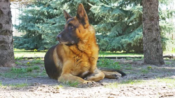 Ein Schäferhund ruht sich an einem sonnigen Tag aus. — Stockvideo