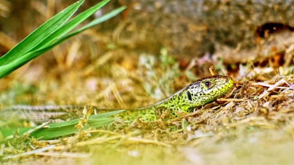 Vista de perto de um lagarto verde em um dia ensolarado na grama. — Vídeo de Stock