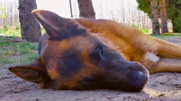 En tysk herdehund sover en solig dag. — Stockvideo