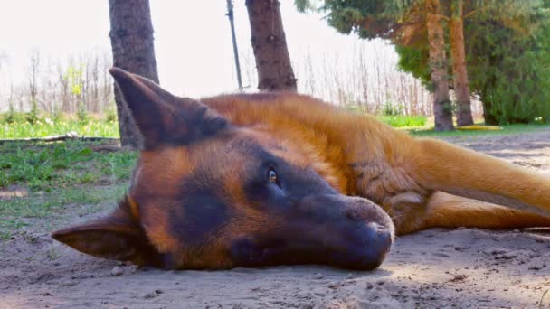 En tysk hyrdehund sover på en solrig dag. – Stock-video