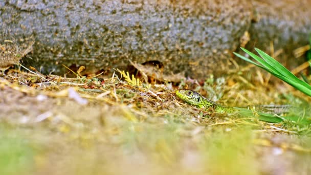 Närbild av en grön ödla på en solig dag i gräset. — Stockvideo