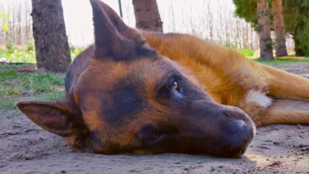 En tysk herdehund sover en solig dag. — Stockvideo