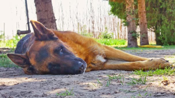 Ein Schäferhund schläft an einem sonnigen Tag. — Stockvideo