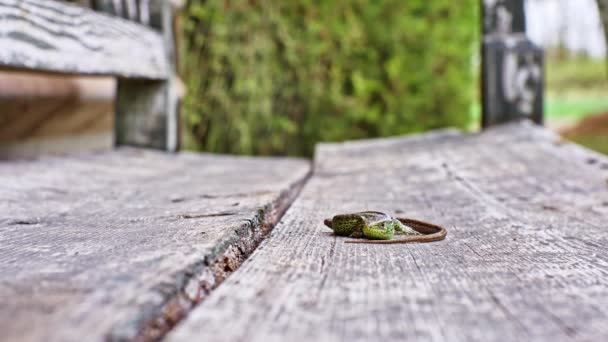 Vista de perto de um lagarto verde em um dia ensolarado em um banco velho. — Vídeo de Stock