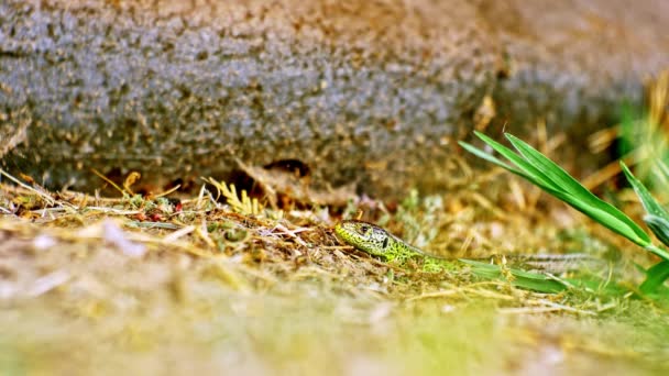 Vista de perto de um lagarto verde em um dia ensolarado na grama. — Vídeo de Stock