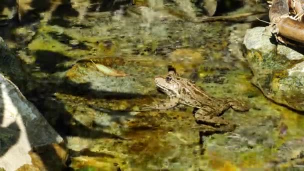Vista sobre um sapo pântano descansando na água ondulante de um lago em um dia de verão. — Vídeo de Stock