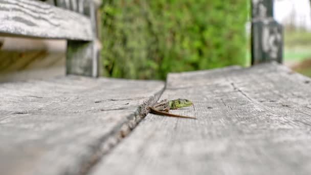 Närbild av en grön ödla på en solig dag på en gammal bänk. — Stockvideo
