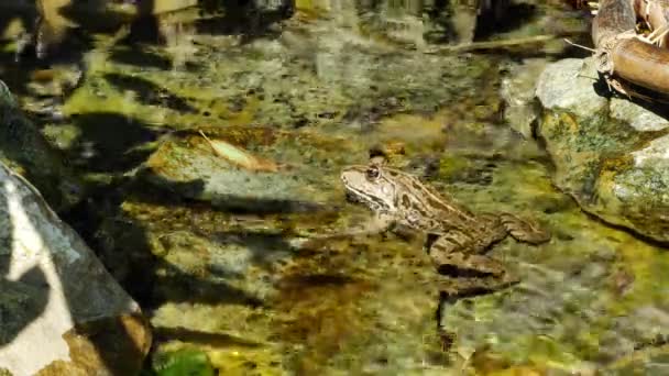 Vista sobre um sapo pântano descansando na água ondulante de um lago em um dia de verão. — Vídeo de Stock