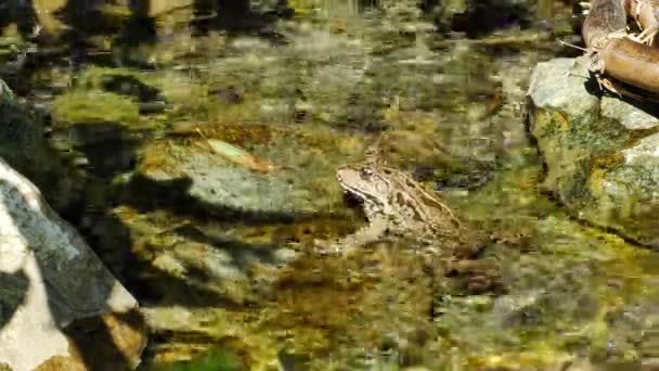 Blick auf einen Sumpffrosch, der an einem Sommertag im wogenden Wasser eines Sees ruht. — Stockvideo