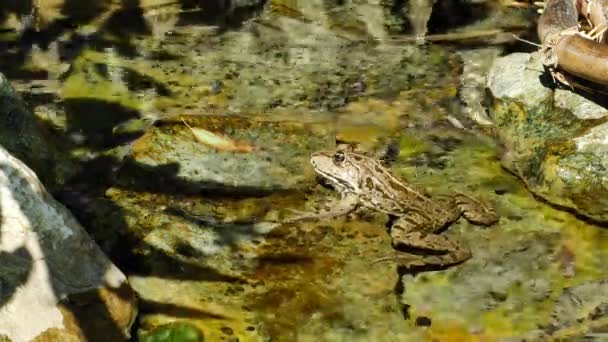 View on a Marsh frog resting in the waving water of a lake on a summer day. — Stock Video