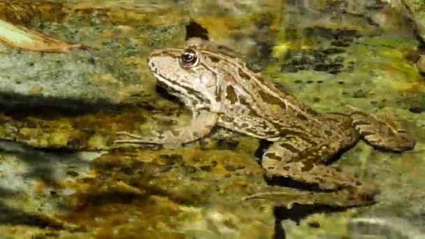 Pohled na žabí močál odpočívající ve vlnící se vodě jezera v letní den. — Stock video