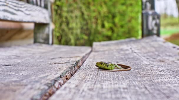 Vista de perto de um lagarto verde em um dia ensolarado em um banco velho. — Vídeo de Stock