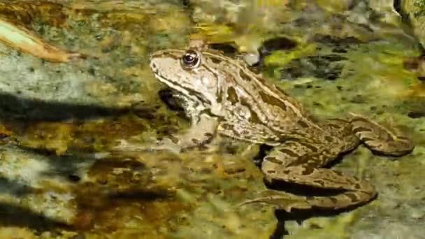 View on a Marsh frog resting in the waving water of a lake on a summer day. — Stock Video