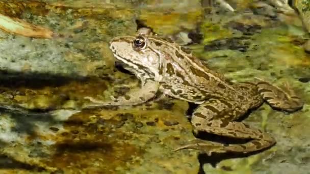 View on a Marsh frog resting in the waving water of a lake on a summer day. — Stock Video