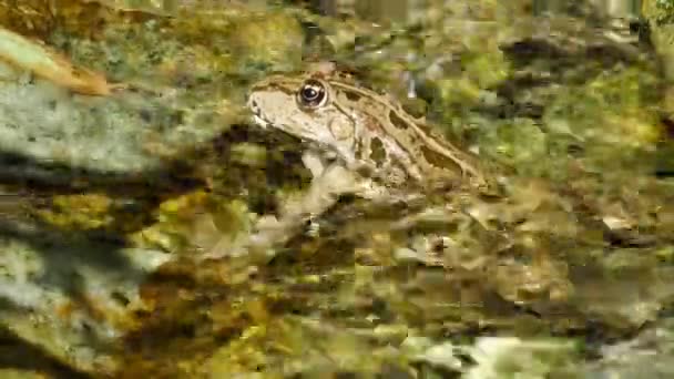 Bir yaz günü, bir gölün dalgalı sularında dinlenen bir kurbağa manzarası. — Stok video