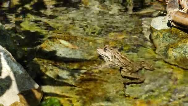 Vista de una rana Marsh descansando en el agua de un lago en un día de verano. — Vídeo de stock