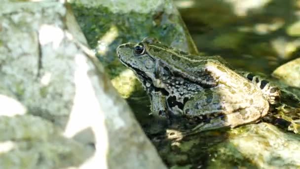 Vista su una rana paludosa che riposa nell'acqua ondeggiante di un lago in una giornata estiva. — Video Stock
