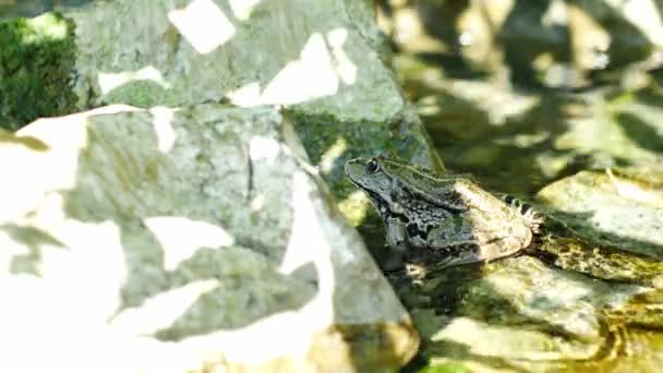 Blick auf einen Sumpffrosch, der an einem Sommertag im wogenden Wasser eines Sees ruht. — Stockvideo