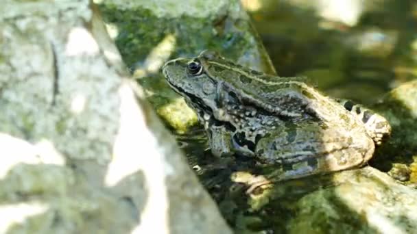 View on a Marsh frog resting in the waving water of a lake on a summer day. — Stock Video