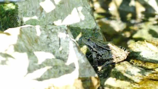 Pohled na žabí močál odpočívající ve vlnící se vodě jezera v letní den. — Stock video