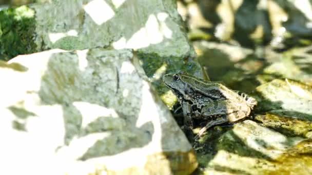 View on a Marsh frog resting in the waving water of a lake on a summer day. — Stock Video