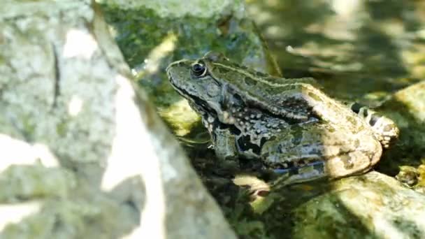 Vue sur une grenouille des marais se reposant dans l'eau ondulante d'un lac un jour d'été. — Video