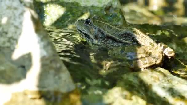 View on a Marsh frog resting in the waving water of a lake on a summer day. — Stock Video