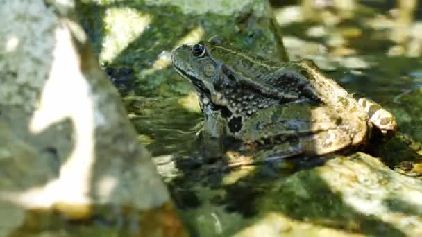 View on a Marsh frog resting in the waving water of a lake on a summer day. — Stock Video