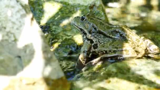 View on a Marsh frog resting in the waving water of a lake on a summer day. — Stock Video