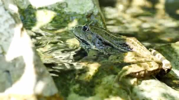 View on a Marsh frog resting in the waving water of a lake on a summer day. — Stock Video