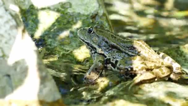 Lihatlah seekor katak Marsh yang sedang beristirahat di dalam air danau yang sedang melambai-lambaikan tangan pada hari musim panas. — Stok Video