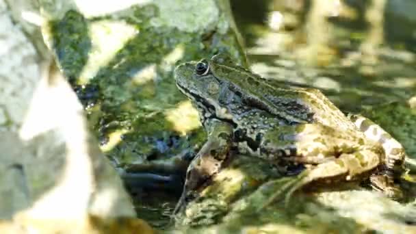 Вигляд на жабу Марш, що відпочиває у махаючій воді озера в літній день.. — стокове відео