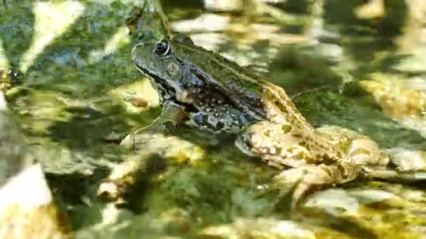 Widok na bagnistą żabę odpoczywającą w falującej wodzie jeziora w letni dzień. — Wideo stockowe
