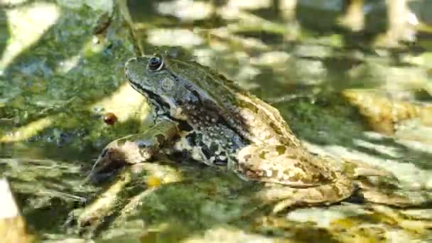 View on a Marsh frog resting in the waving water of a lake on a summer day. — Stock Video