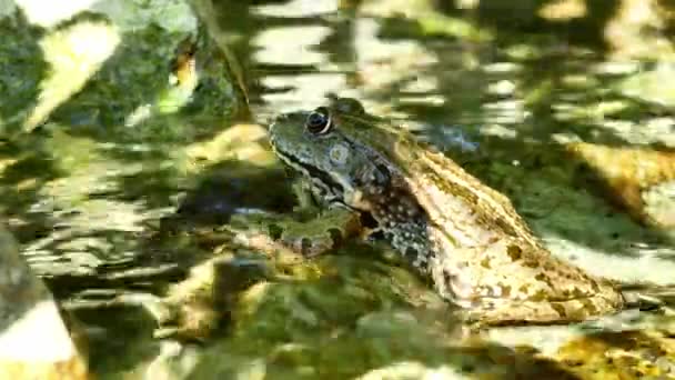 Vista de una rana Marsh descansando en el agua de un lago en un día de verano. — Vídeo de stock