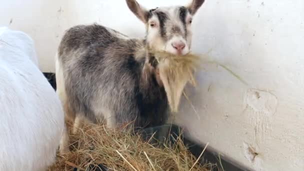 Goats are eating hay in the barn. — Stock Video