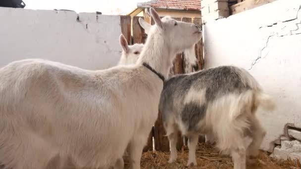 山羊在谷仓里吃苹果. — 图库视频影像