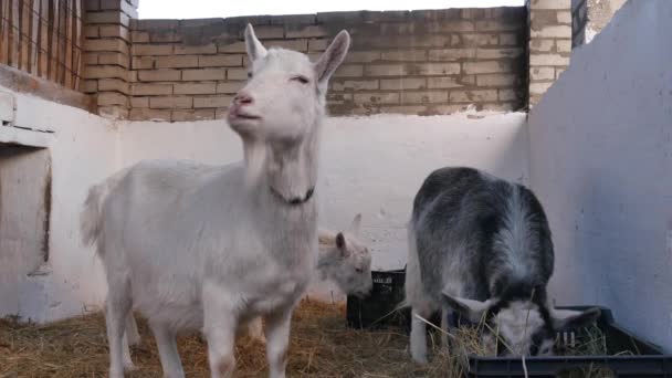 Goats are eating hay in the barn. — Stock Video