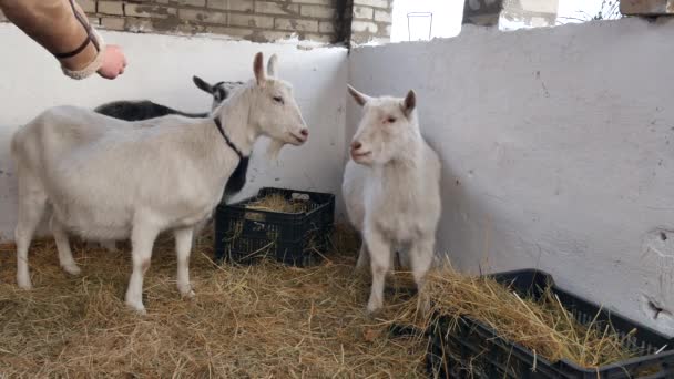 Pastýř krmí kozu z ruky a hladí kozí hlavu. — Stock video