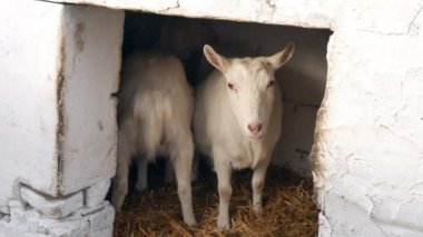 Ahırda durup etrafa bakan bir keçinin yakın çekim görüntüleri..