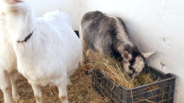 ヤギが納屋で干し草を食べてる. — ストック動画