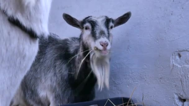 Les chèvres mangent du foin dans la grange. — Video