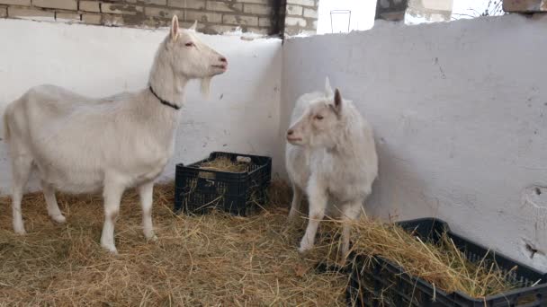 Goats are eating hay in the barn. — Stock Video