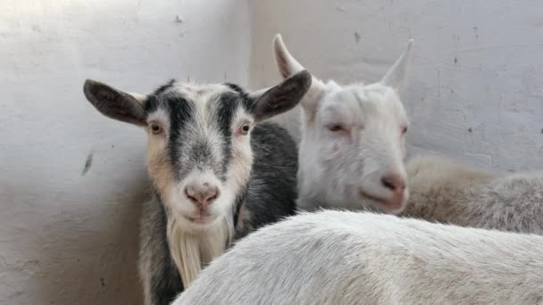Closeup footage of a goat standing and looking around in the barn. — Stock Video
