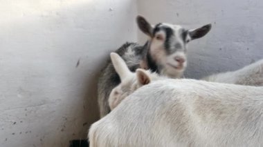 Ahırda durup etrafa bakan bir keçinin yakın çekim görüntüleri..