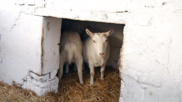 Closeup footage of a goat standing and looking around in the barn. — Stock Video